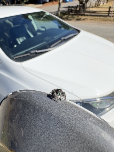 Johnson's Jumping Spider