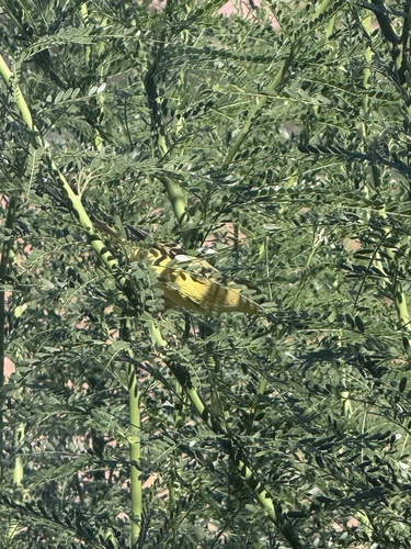 Northern Yellow Warbler
