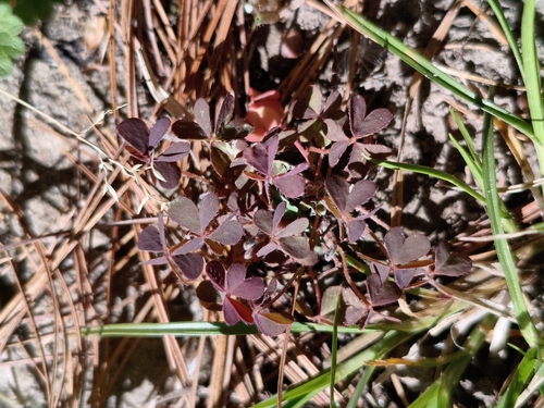 Creeping Woodsorrel