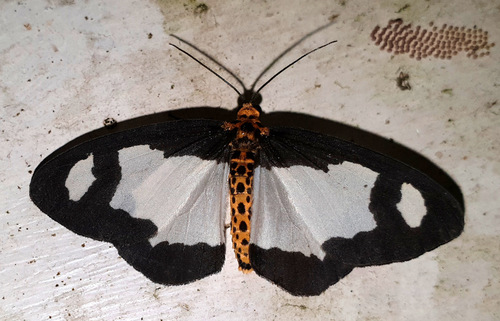Abraxas expectata