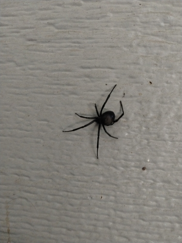 Western Black Widow