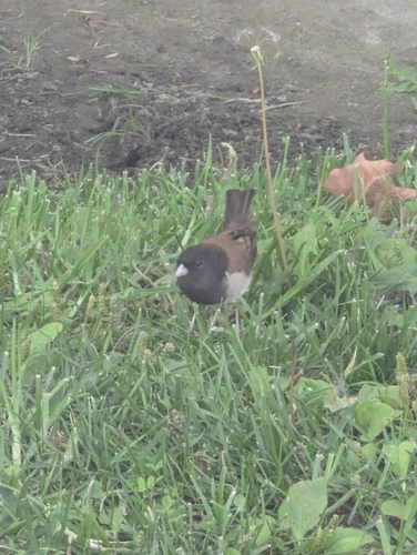 Dark-eyed Junco