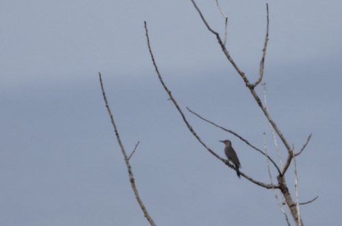 Northern Flicker