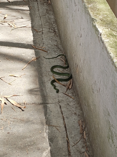 Lichtenstein's Green Racer