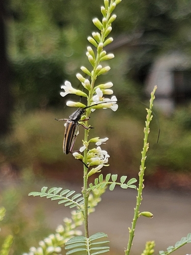Double-banded Bycid