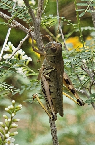 Differential Grasshopper