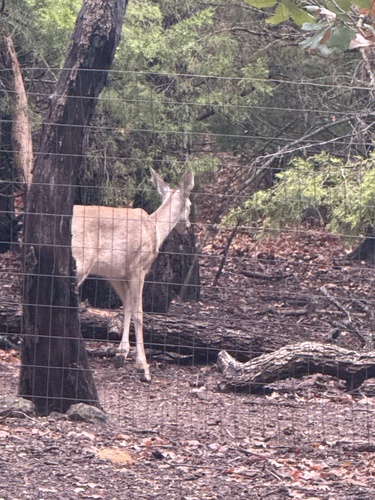 White-tailed Deer
