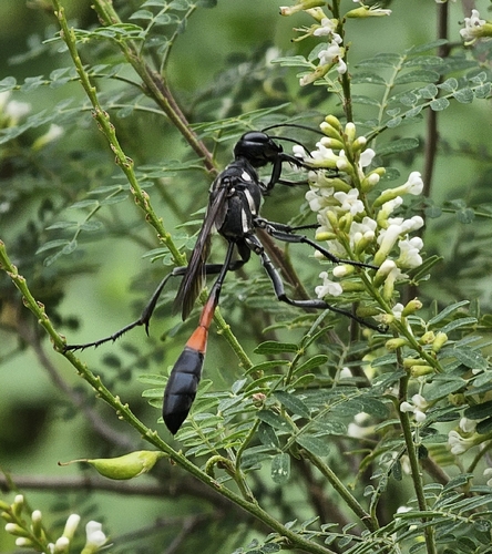Common Thread-waisted Wasp