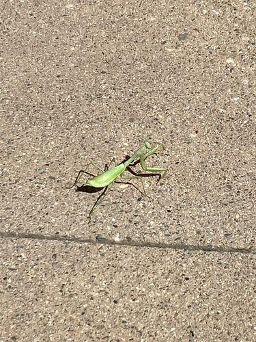 Arizona Mantis