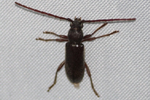 Anelaphus moestus