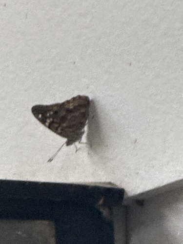 Hackberry Emperor