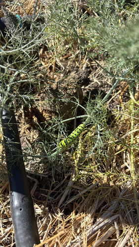 Anise Swallowtail