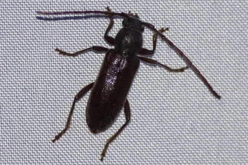 Anelaphus moestus