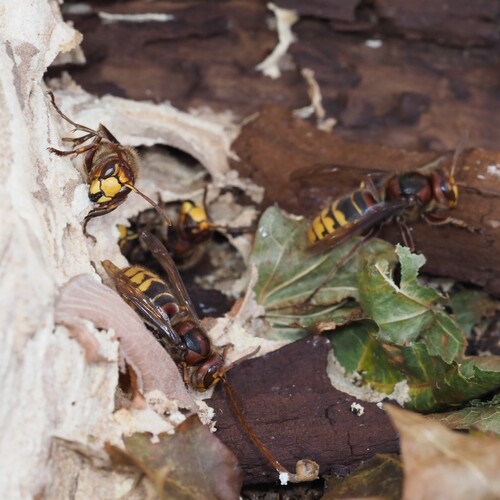 European Hornet