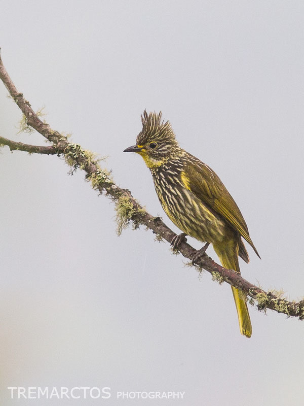 Striated Bulbul photo