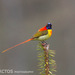 Fire-tailed Sunbird - Photo (c) Ben, all rights reserved, uploaded by Ben