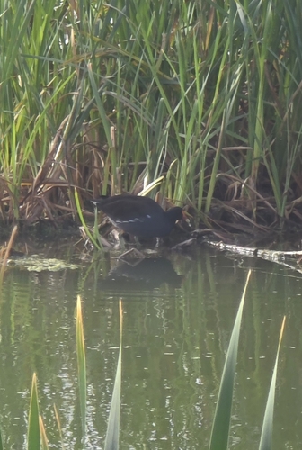 Common Gallinule
