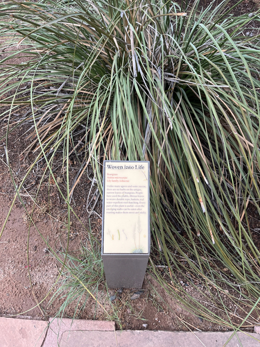 Foothill Beargrass