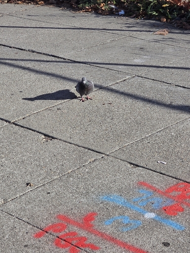 Rock Pigeon