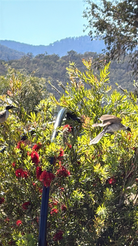 Noisy Friarbird