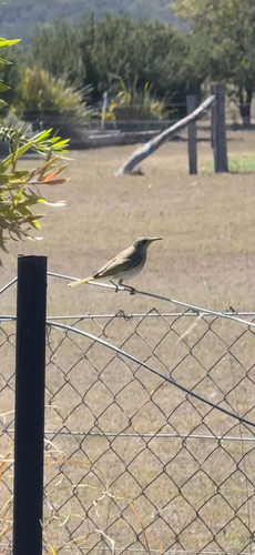 Brown Honeyeater