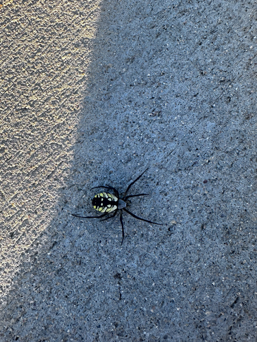Yellow Garden Spider