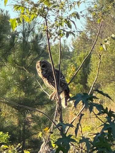Barred Owl