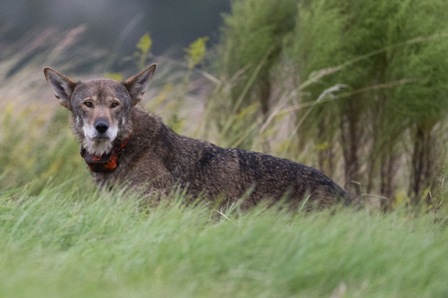 Red Wolf observed by birdplay