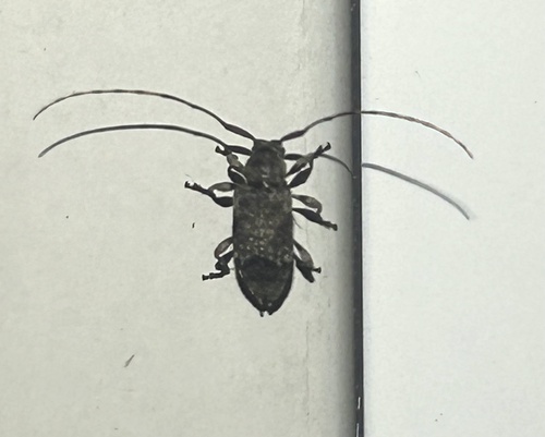 Sternidius mimeticus