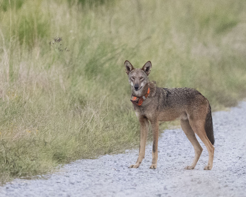 Red Wolf observed by birdplay