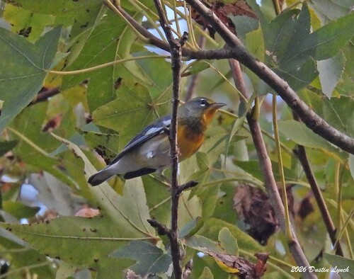 Northern Parula