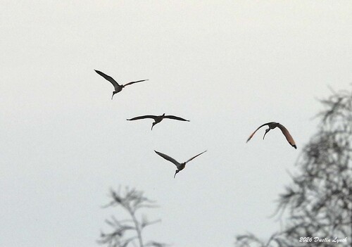White Ibis