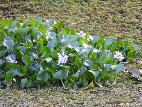 common water hyacinth