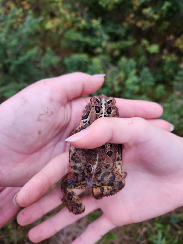 American Toad