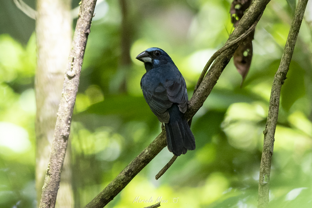 Amazonian Grosbeak photo