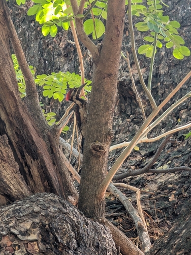 Black-rumped Flameback