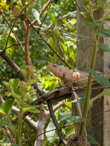 Indian Garden Lizard