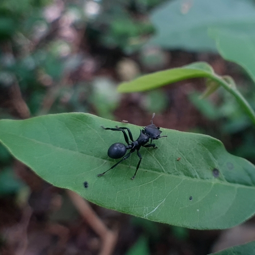 Common Giant Turtle Ant