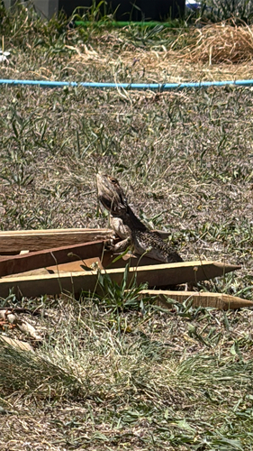 Eastern Bearded Dragon