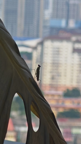 Asian Ant Mantis