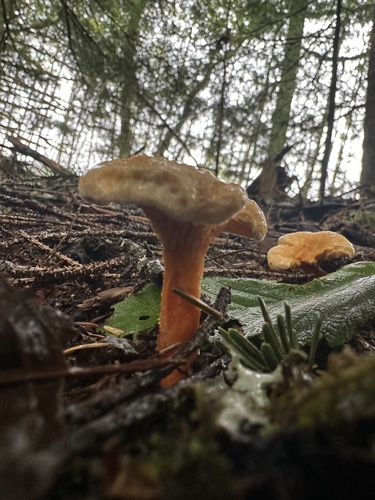 False Chanterelle
