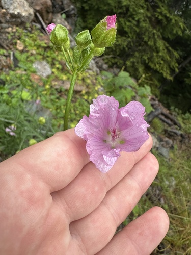 musk mallow
