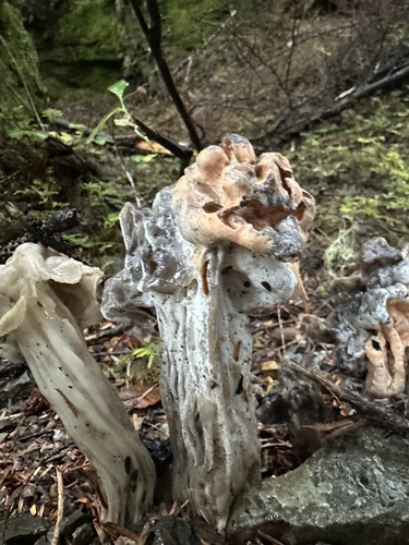 Hypomyces cervinigenus