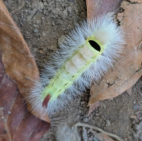 Pale Tussock Moth