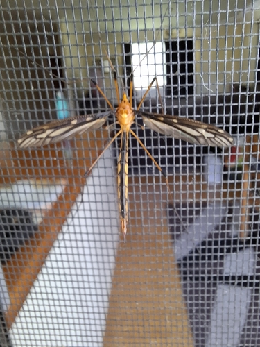 Ptilogyna ramicornis