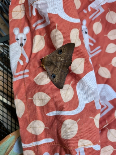 Southern Moon Moth