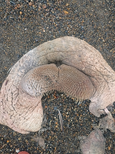 Walrus