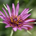 Purple Salsify - Photo (c) dprasad, all rights reserved