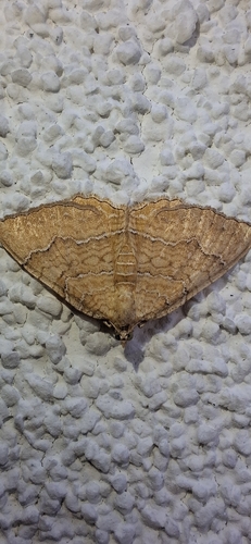Yellow Shell Moth