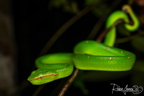 Bornean Keeled Pit Viper